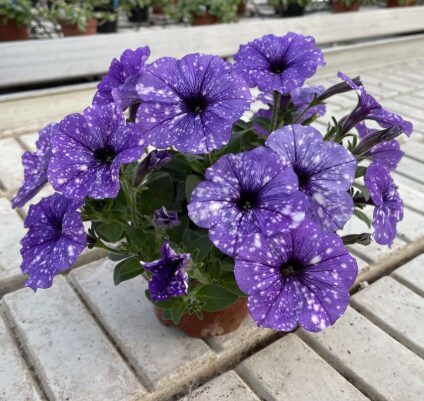 Petūnija 'Moon Walk' (pieejams no jūnija)